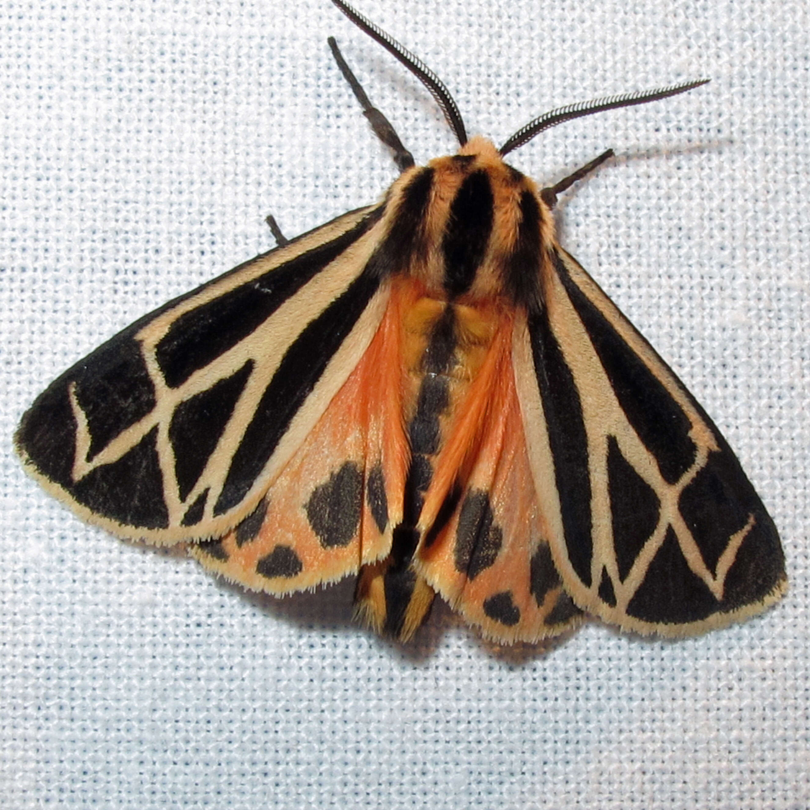 Image of Harnessed Tiger Moth