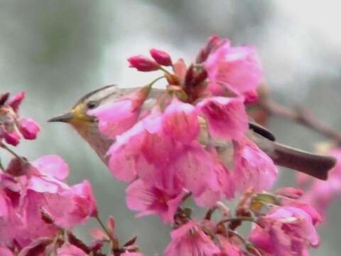 Image of Formosan Yuhina