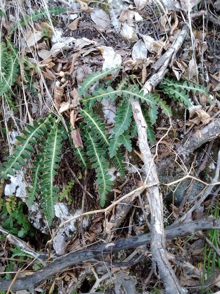 Plancia ëd Asplenium ceterach L.