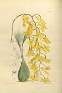 Image of Gongora armeniaca (Lindl.) Rchb. fil.