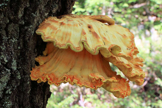 Image of Bracket Fungus