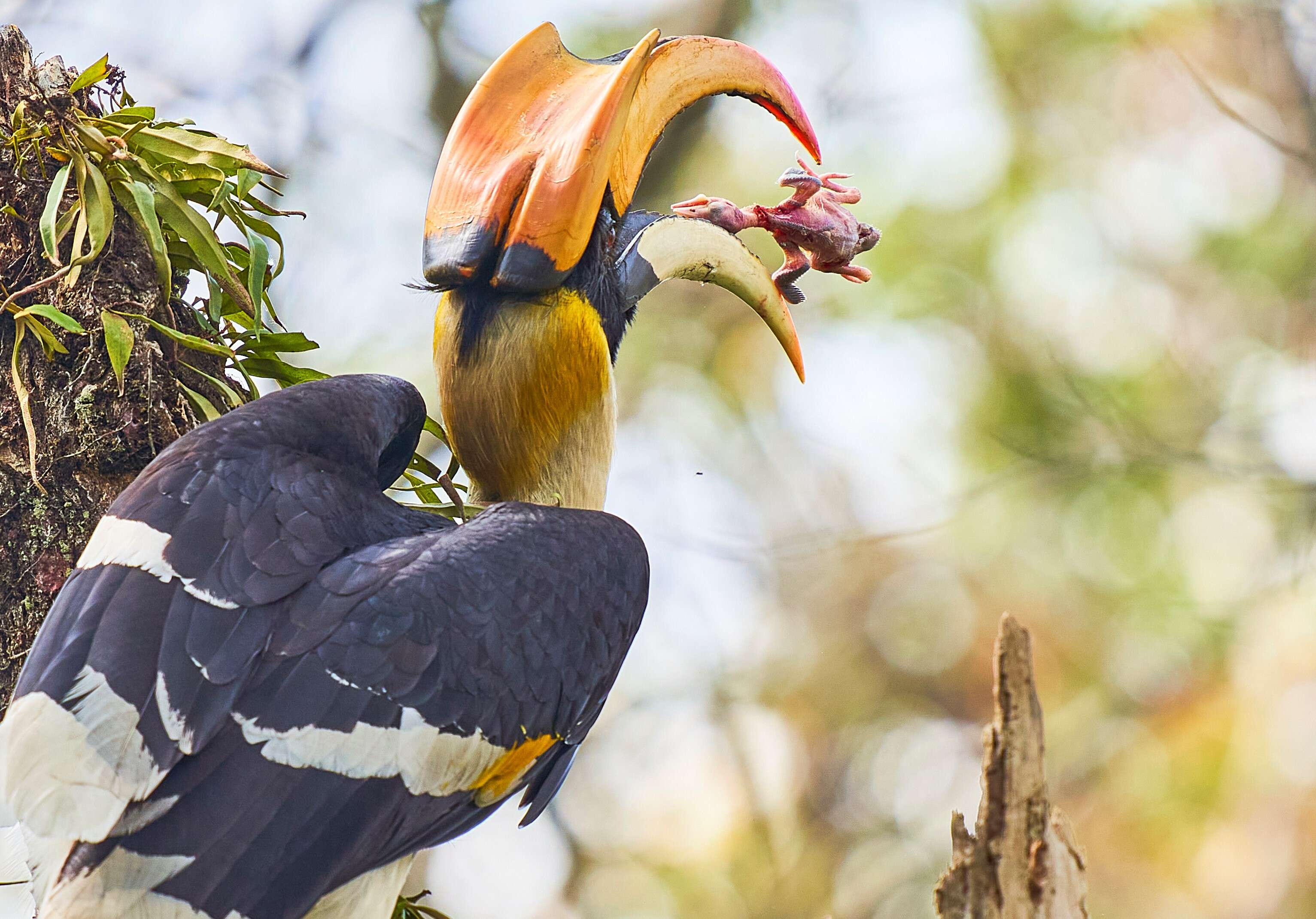 Image of Great Indian Hornbill