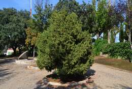 Image of Phoenician Juniper