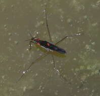 Image of Pond Skate