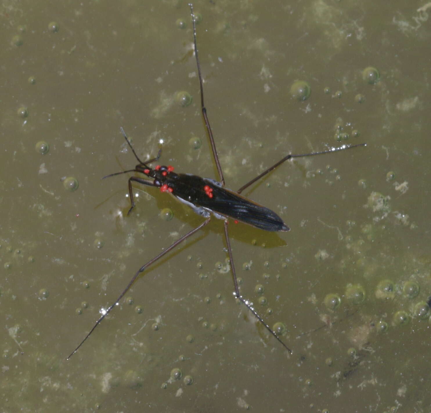 Image of Pond Skate