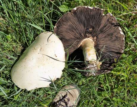 Image of Agaricus arvensis Schaeff. 1774