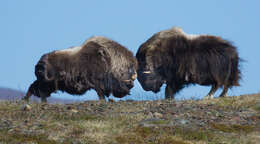 Image of muskox