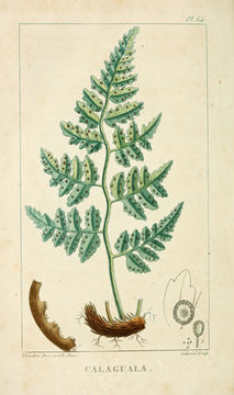 Image of Leatherleaf Fern