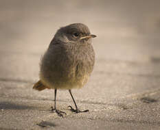 Image of Black Redstart