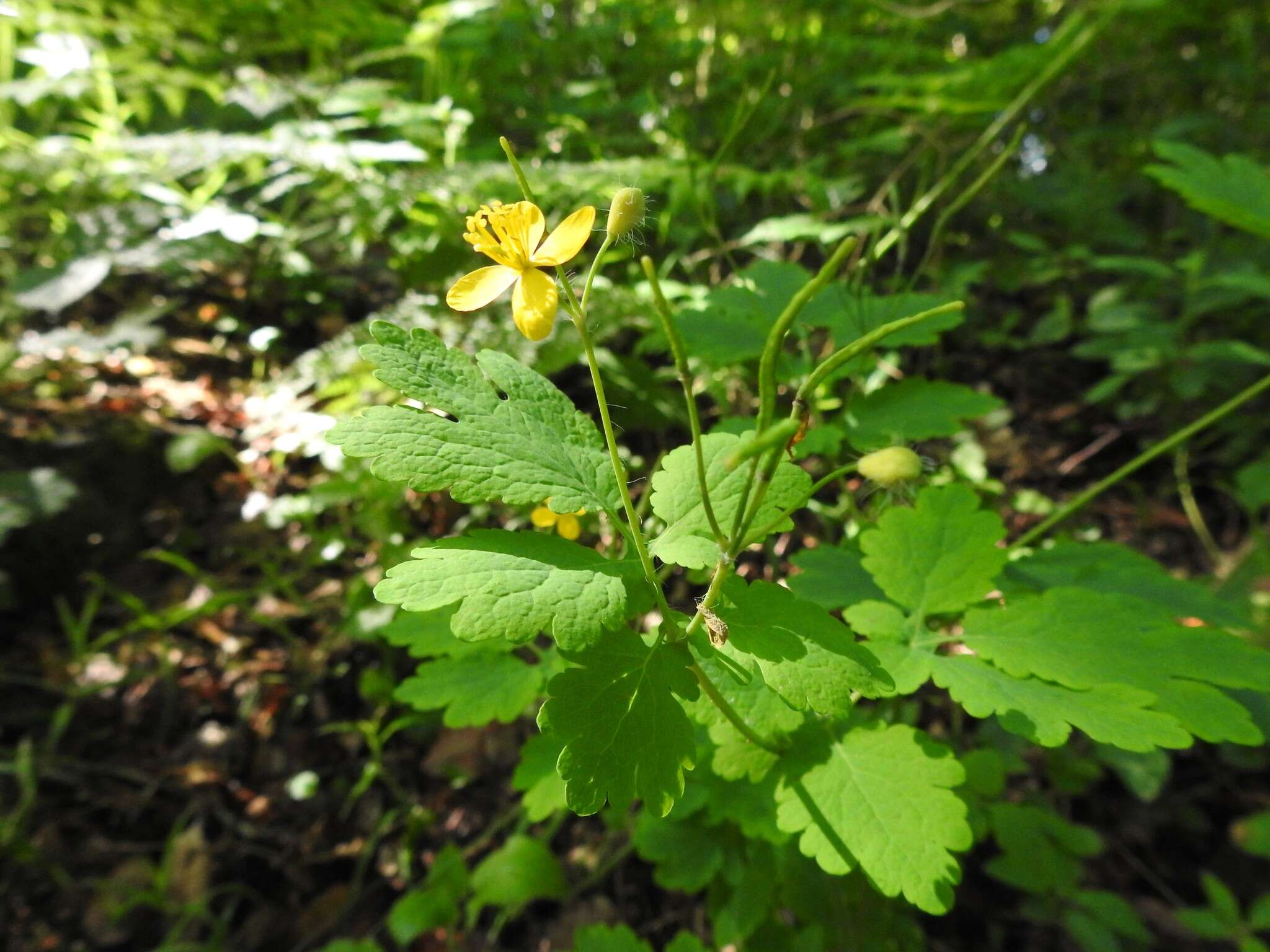 Image of celandine