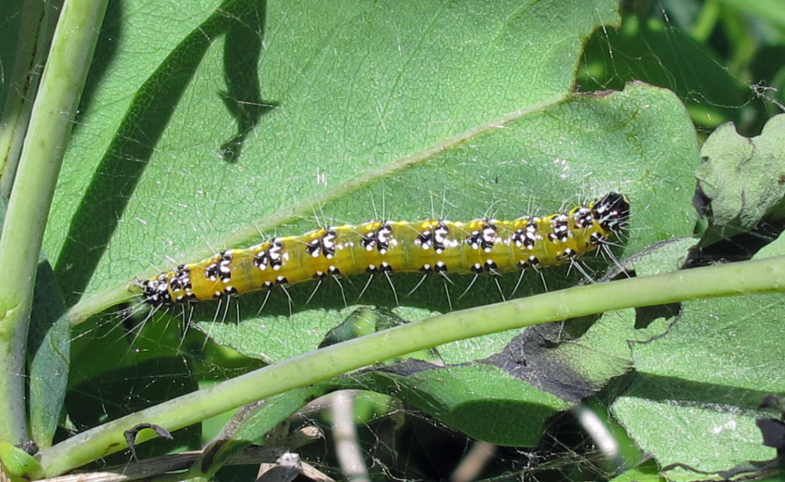 Image de Uresiphita reversalis Guenée 1854