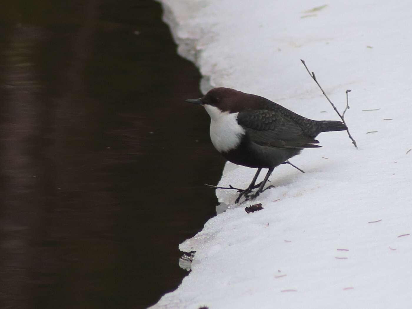 Image of Dipper