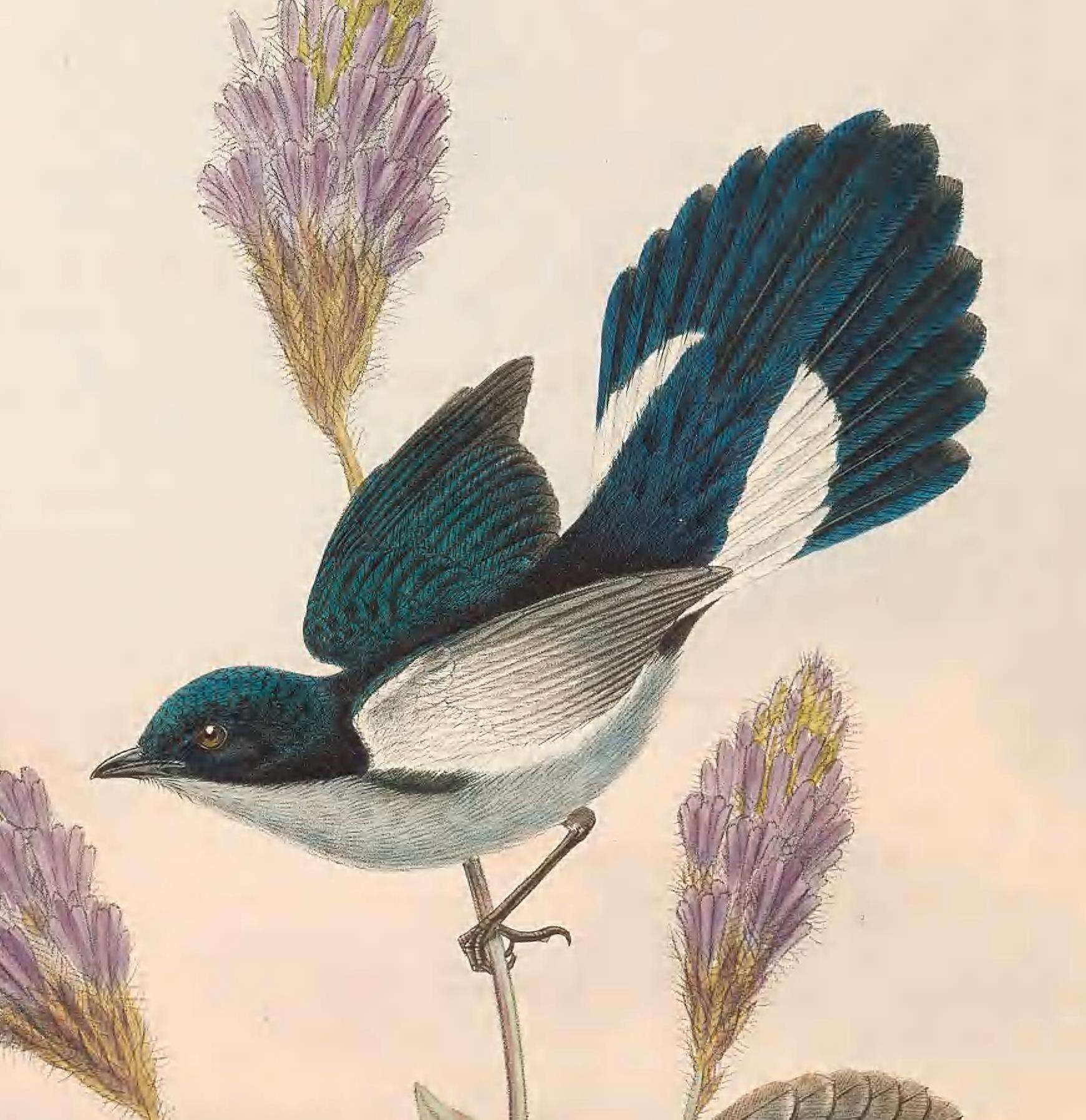 Image of Fan-tailed Berrypecker