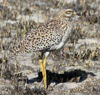 Image of Cape Thick-knee