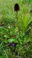 Image of Frog orchid