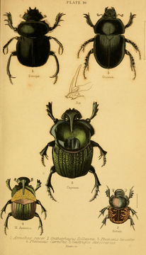 Image of <i>Scarabaeus sacer</i> Linnaeus 1758