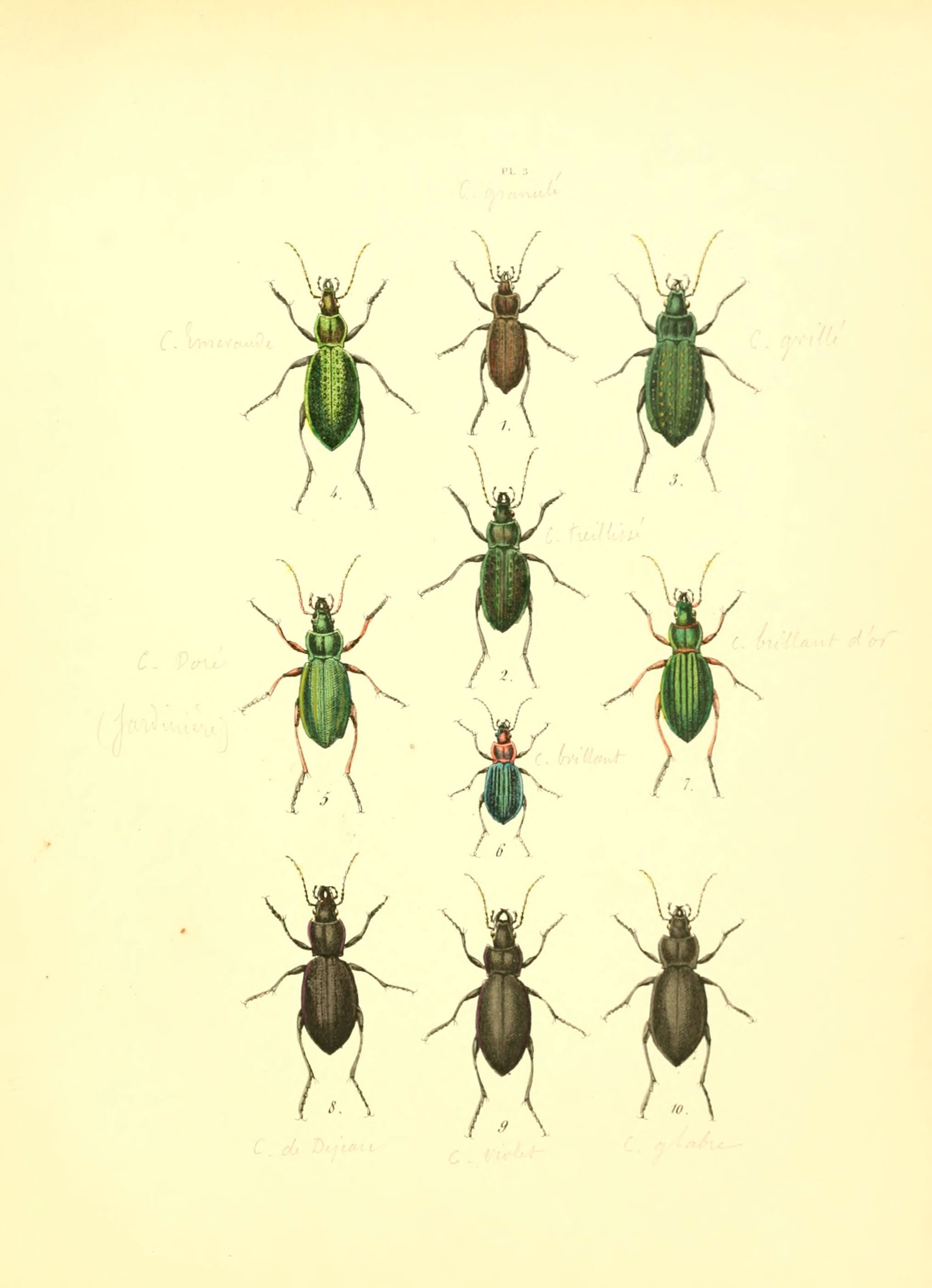 Image of Carabus (Carabus) granulatus Linnaeus 1758