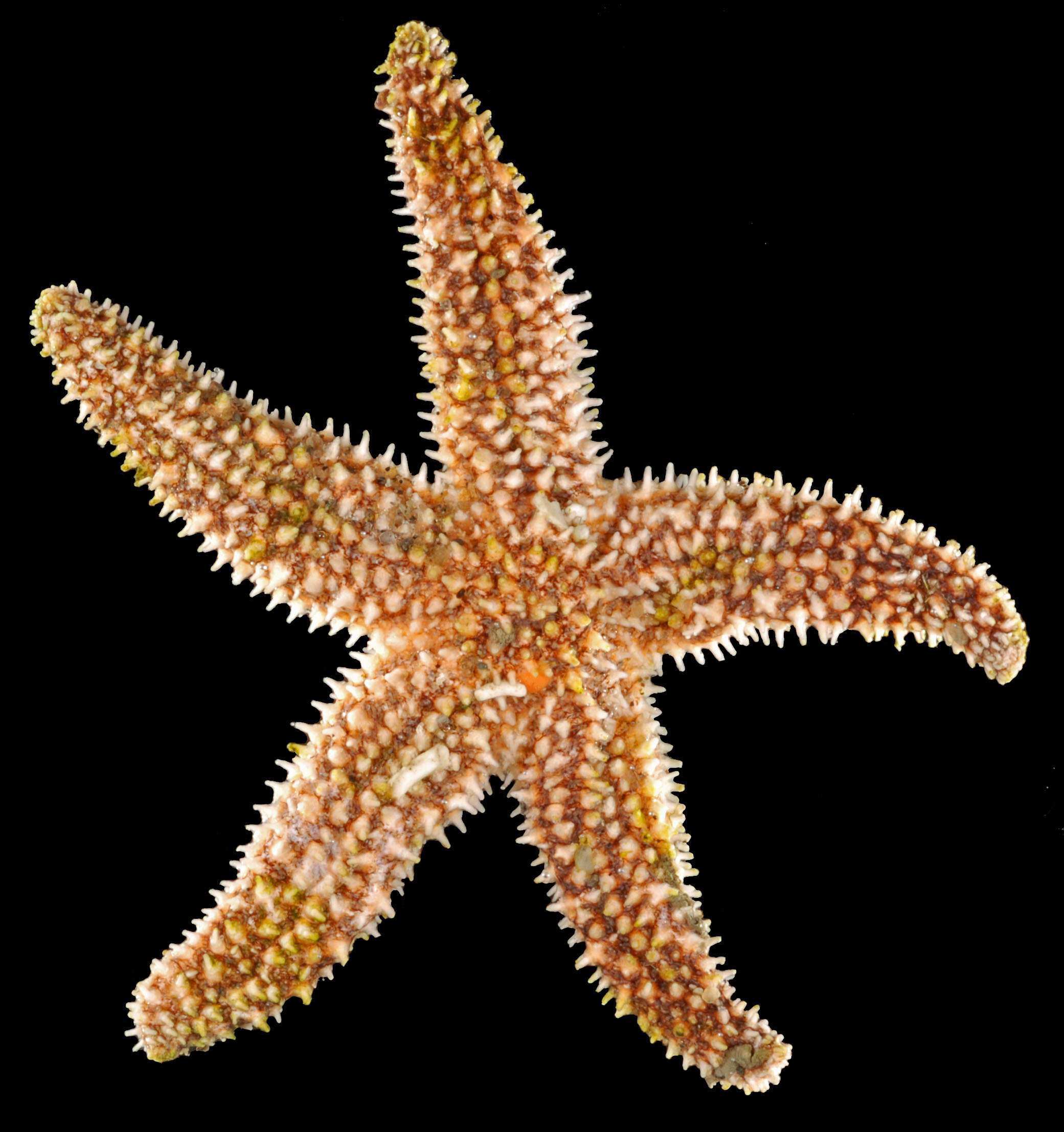 Image of Common Seastar