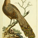 Image of Grey peacock-pheasant