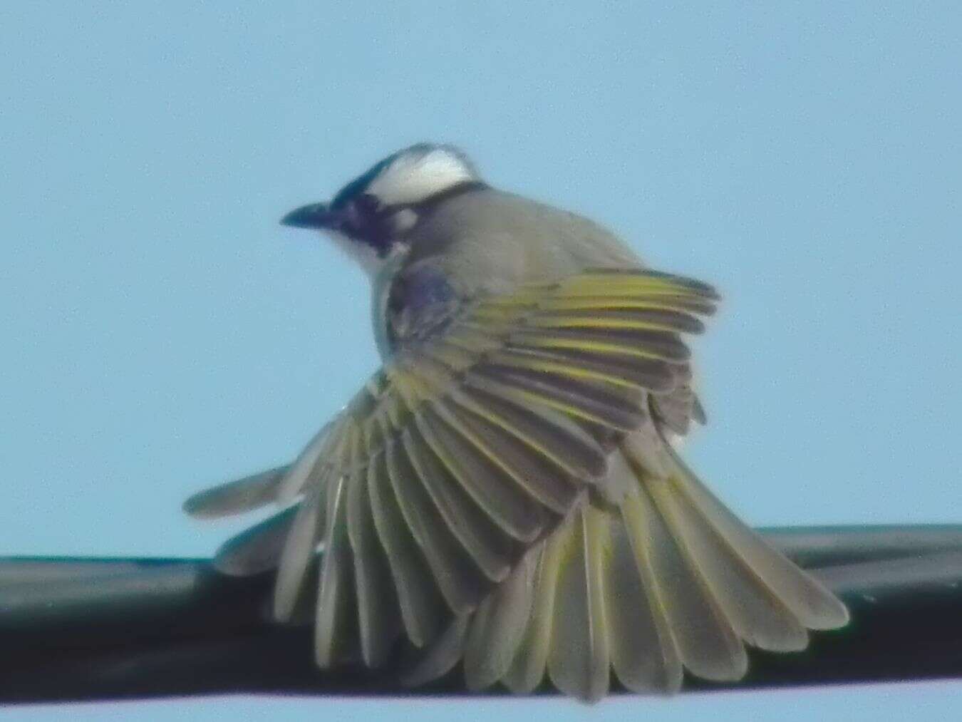 Image of Light-vented Bulbul