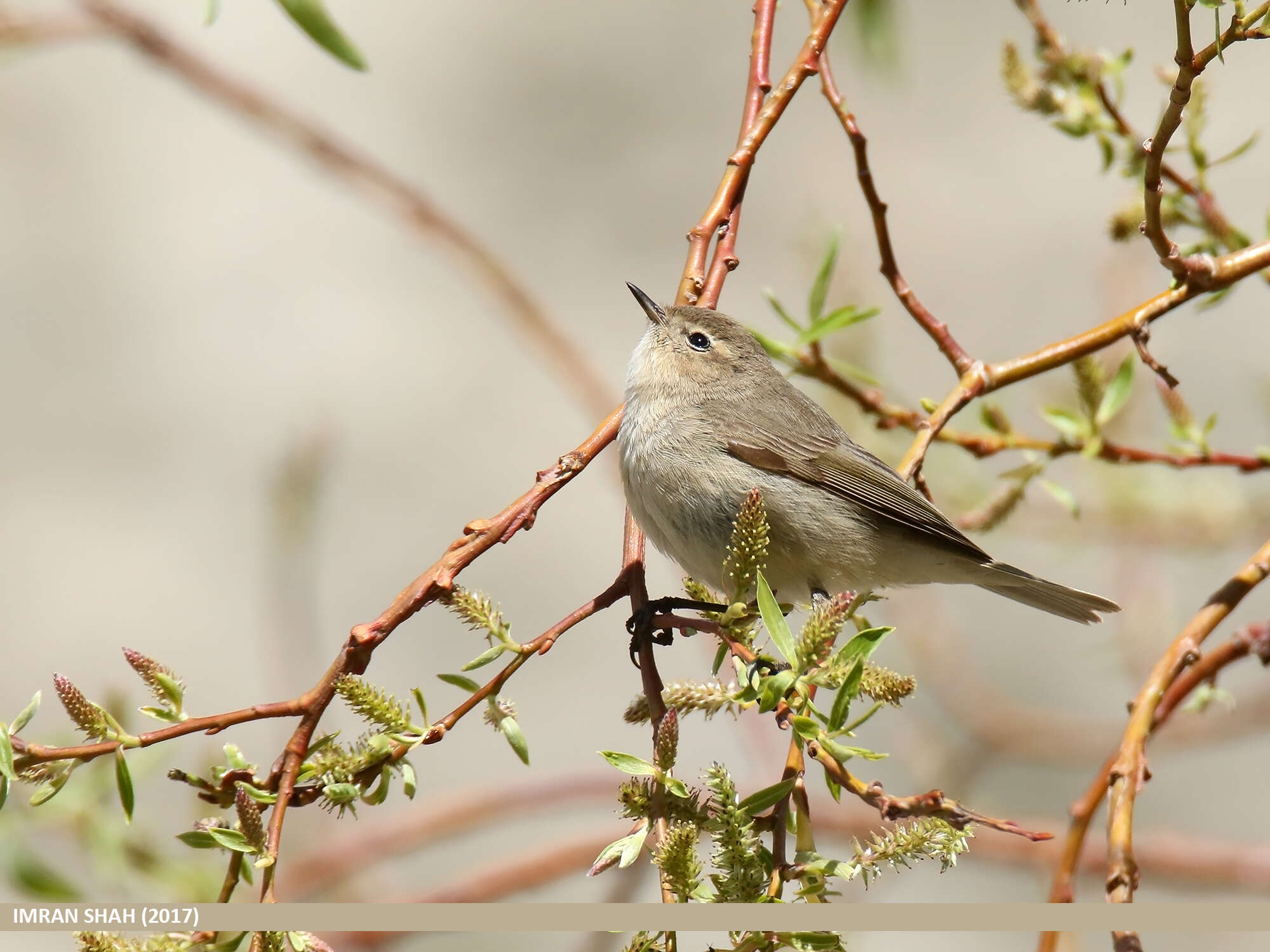 Image of Siberian Chiffchaff