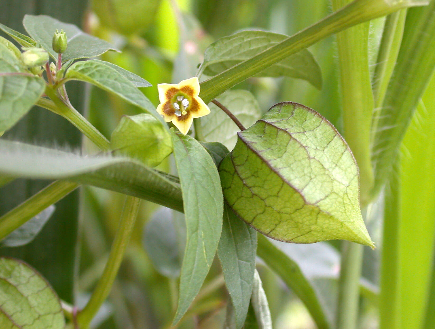 Image of cutleaf groundcherry