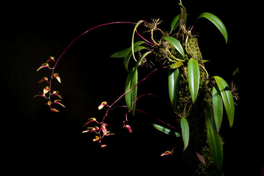 Image of Bulbophyllum callichroma Schltr.