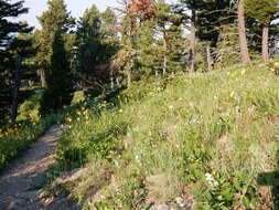 Sivun Helianthella uniflora (Nutt.) Torr. & A. Gray kuva