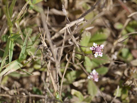 Plancia ëd Phyla nodiflora (L.) Greene