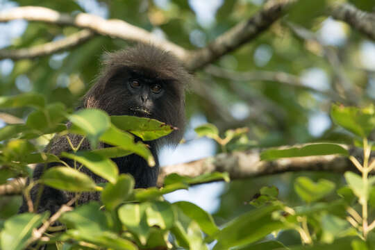 صورة Semnopithecus johnii (J. Fischer 1829)