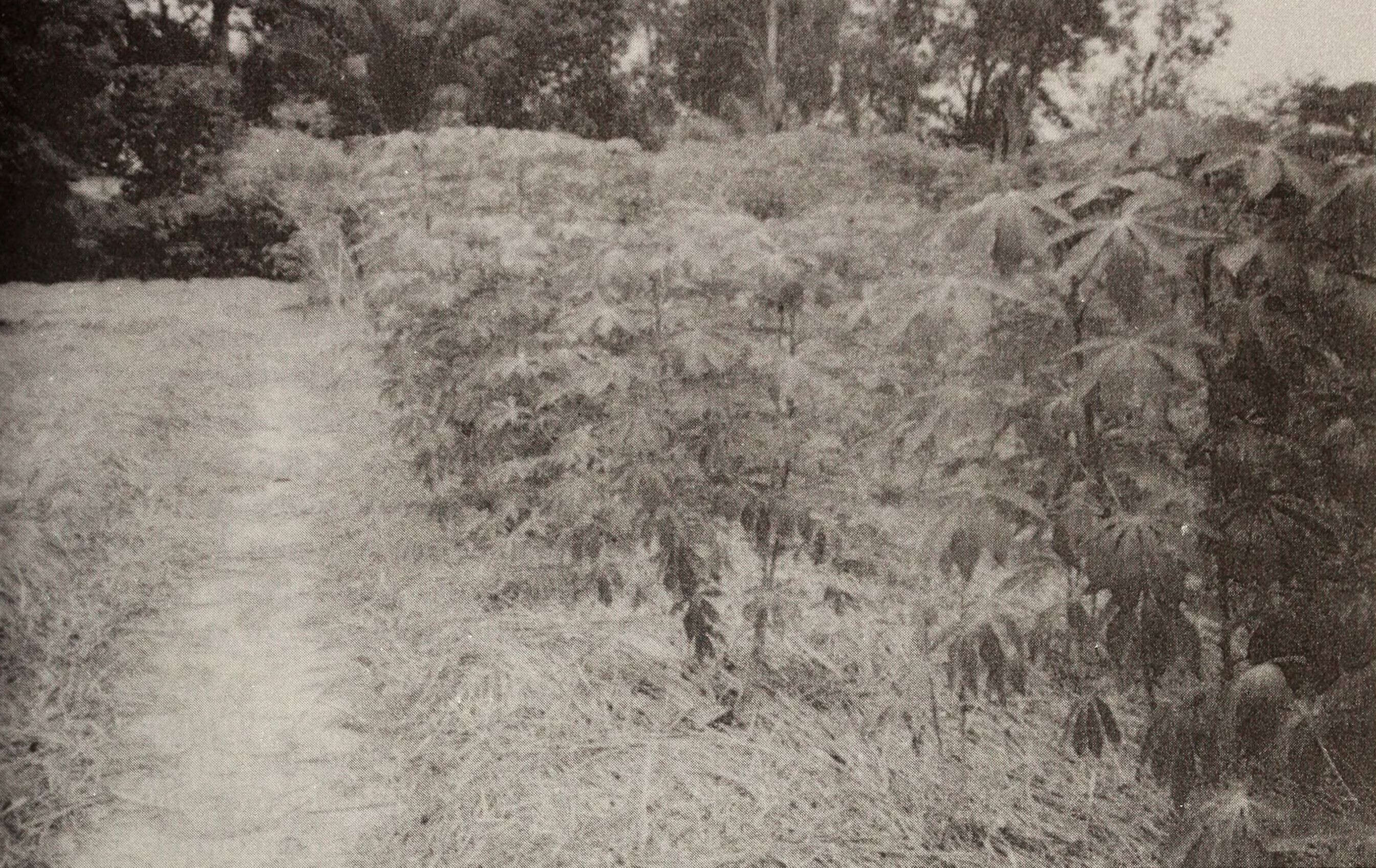 Image of cassava