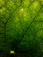 Image de Pilea peperomioides Diels