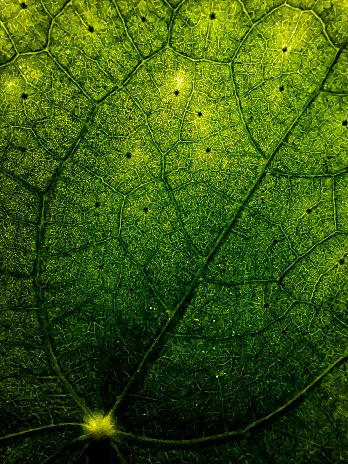 Image of Chinese money plant