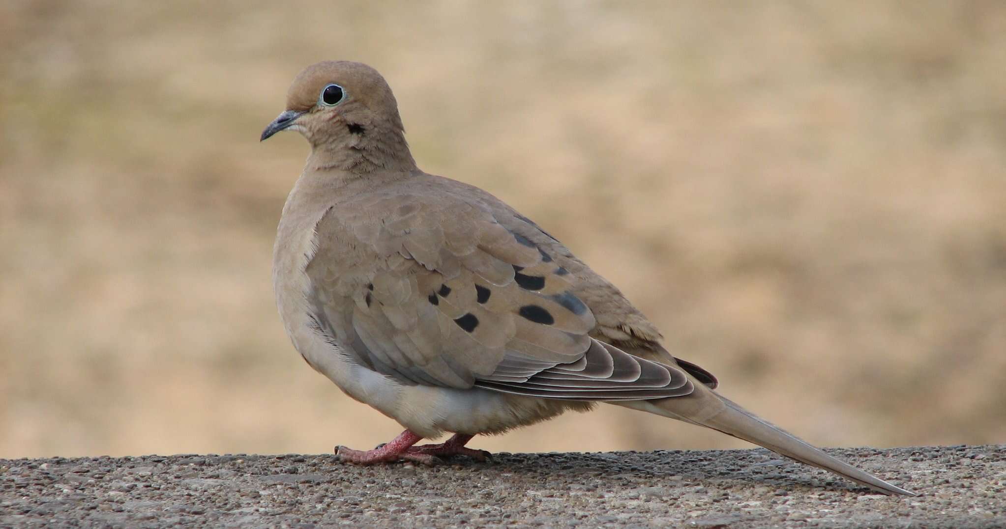 Image of American Mourning Dove