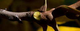 Image of shellbark hickory