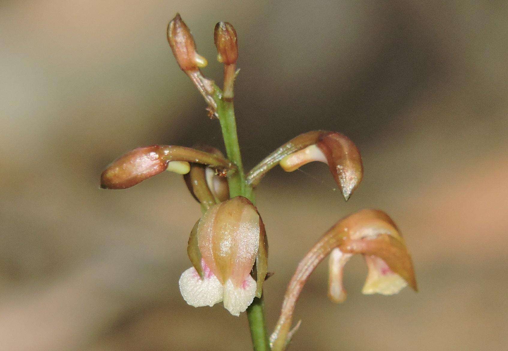 Image of Monk orchid