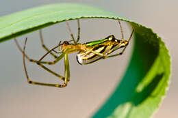 Image of Leucauge decorata (Blackwall 1864)