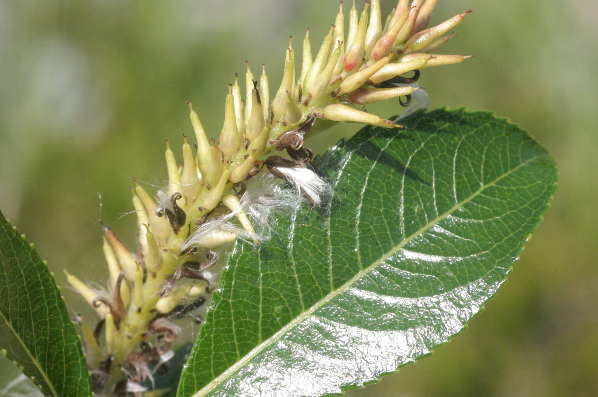 Image of Salix glabra Scop.