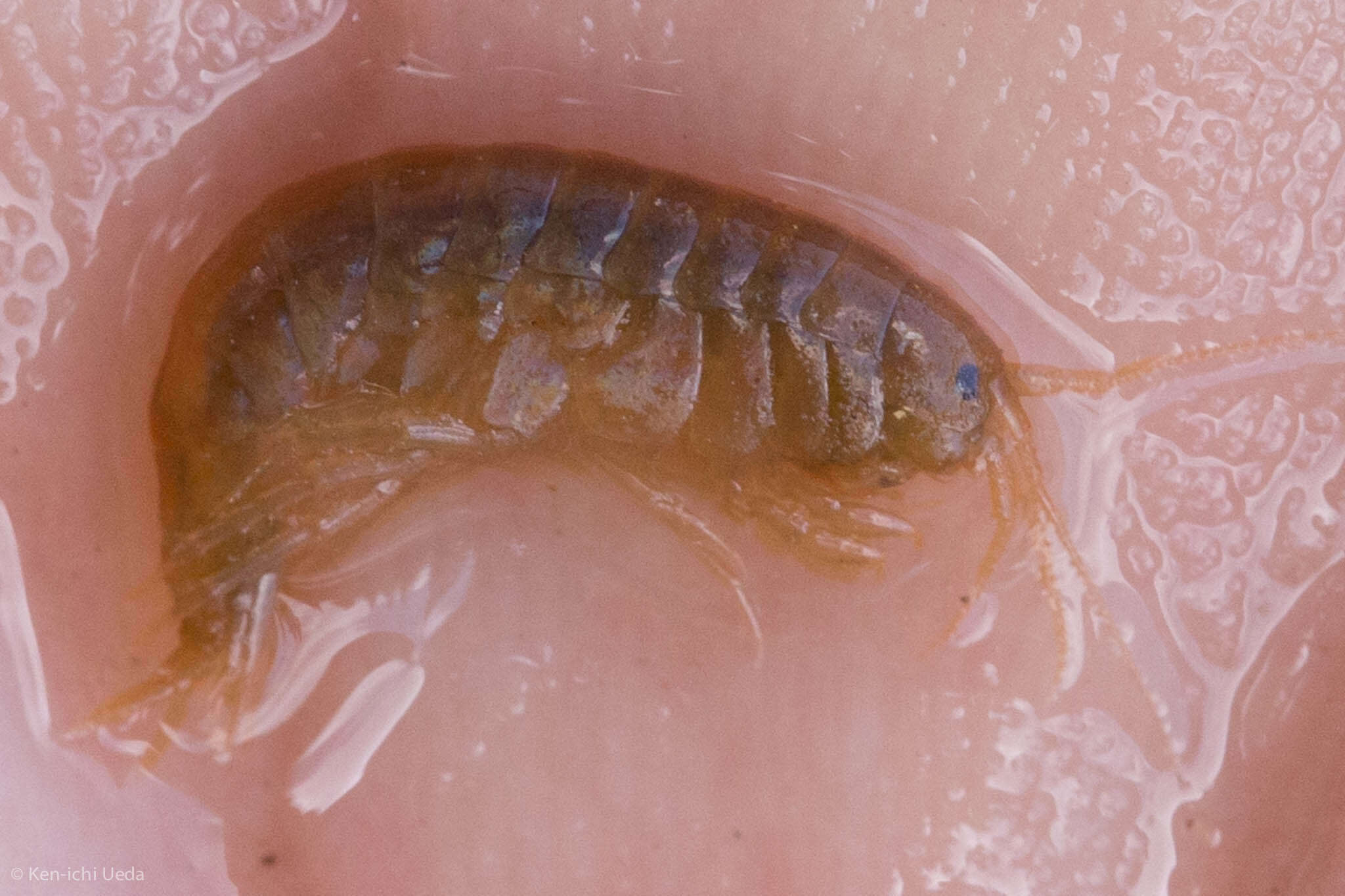 Image of Gammarus lacustris