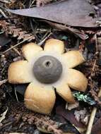 Image of Collared Earthstar