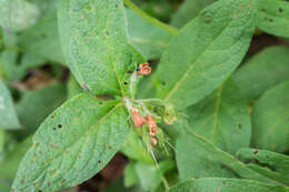 Слика од Symphytum tuberosum L.