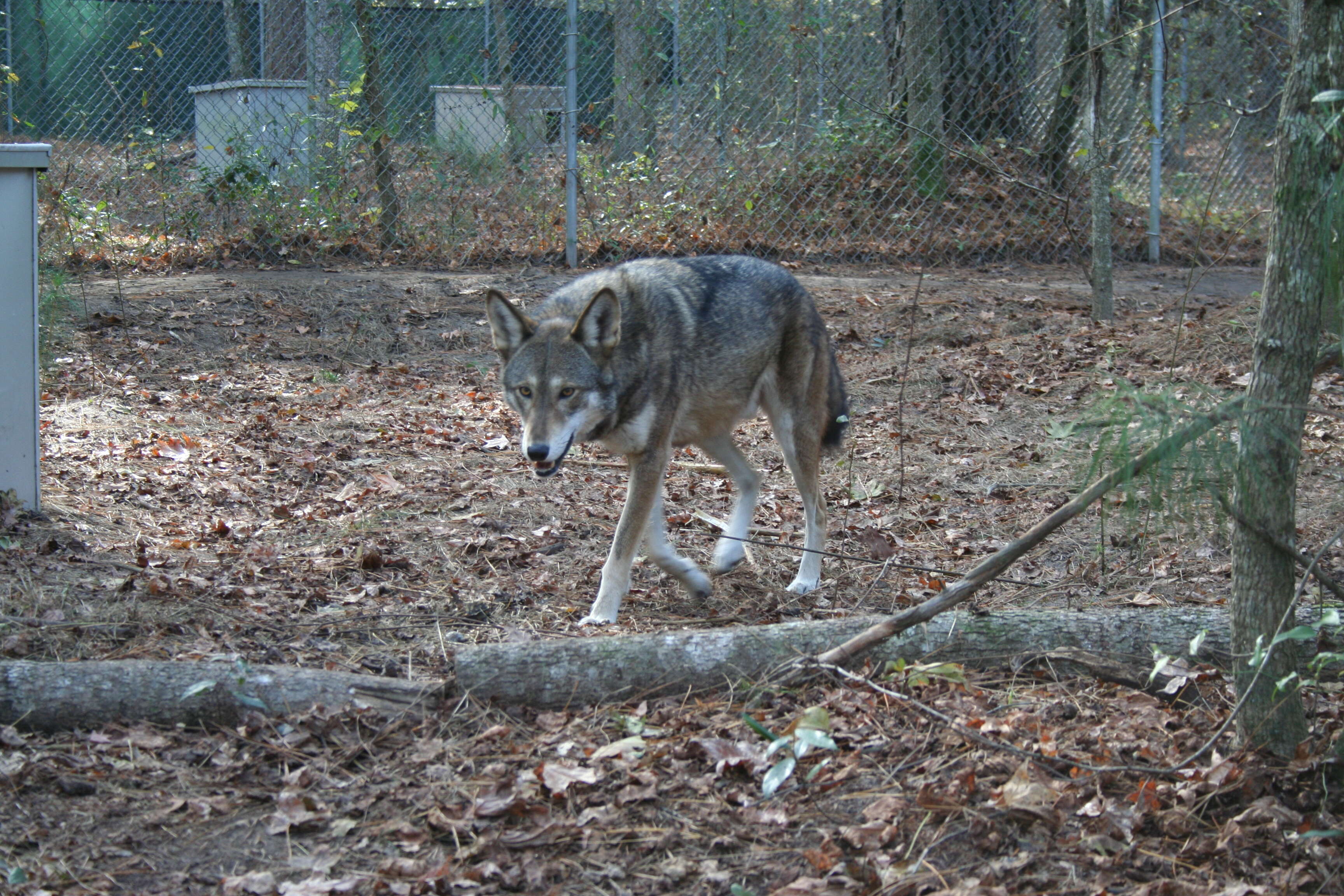 Image of Red wolf