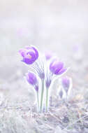 Pulsatilla patens (L.) Mill. resmi