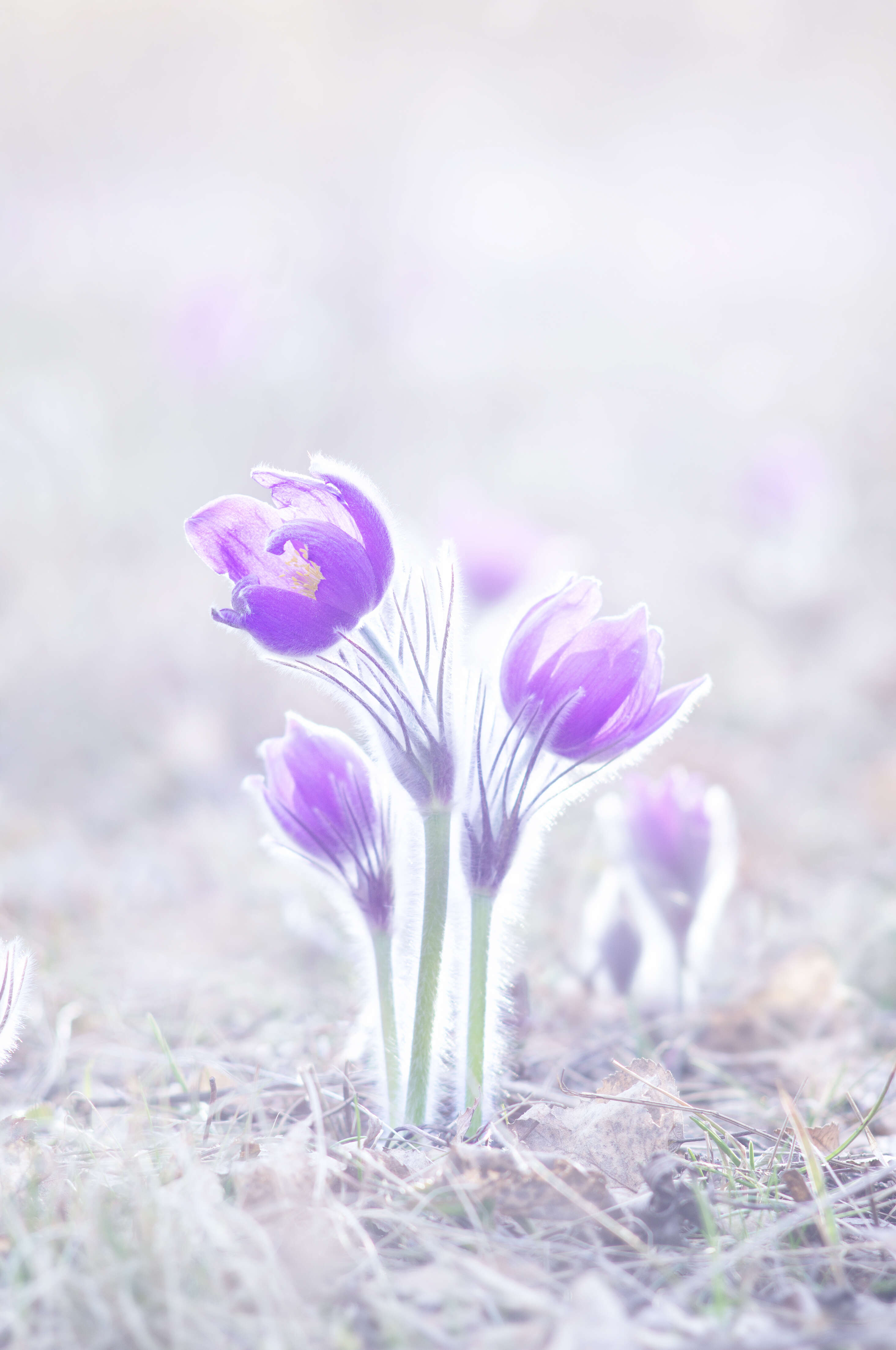 Pulsatilla patens (L.) Mill. resmi