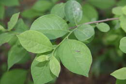 Image of northern spicebush