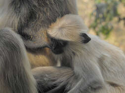 Image of Northern plains gray langur