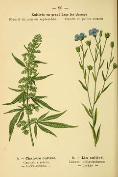 Image of marijuana
