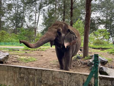 Image of Borneo elephant