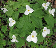 Imagem de Trillium grandiflorum (Michx.) Salisb.