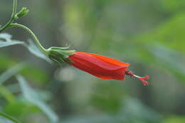 Image de Malvaviscus arboreus Cav.